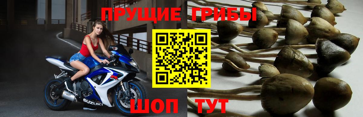 Псилоцибиновые грибы Psilocybine cubensis  Вход с VPN  где найти   Орехово-Зуево 